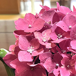 テーブルに飾られている花